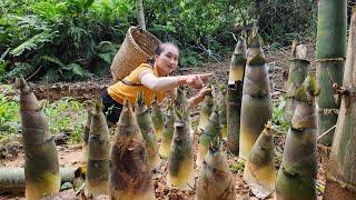 Harvesting giant bamboo shoots goes to market sell - Cooking  Ly Thi Tam