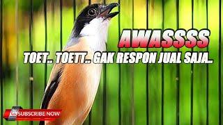 CENDET GACOR DORR COCOK UNTUK PANCINGAN BURUNG BAHAN 