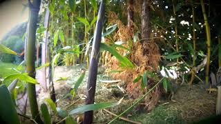 Phyllostachys Parvifolia timelapse