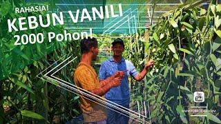 Tahapan Membuat Kebun Vanili  Vanila Skala Besar