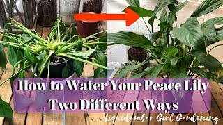 How to Water Your Peace Lily