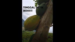 Enaknya Punya kebun diatas gunung banyak buah buahannya  KompasAceh tenggara Indonesia 