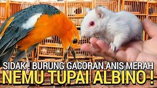 NGGAK NYANGKA  MARKAS BURUNG GACORAN DAN TUPAI ALBINO PASAR BURUNG PRAMUKA HARI INI