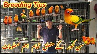 Sun Conure Parrot Full Information Sun Conure Breeding Tipsits Complete GuidelineUrduHindi