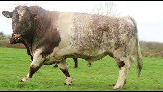 Herd profile Caramba Beef Shorthorns