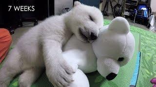 Nora the polar bear cub growing up