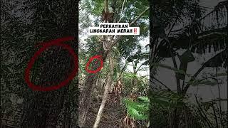 canda pagi #lucu #fyp #viralvideo #viralshorts #ketawa #funny #ngakak #humor #fypyoutube #lelucon