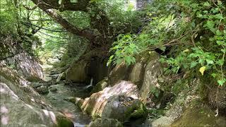 Cool stream in the shade of trees.. Nature water sounds bird chirping.. Music for rest and sleep