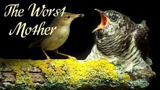 Cuckoo Birds Natures Worst Mother