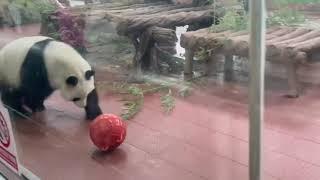 Rolling happy panda