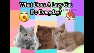 This Is What My Lazy Cat Do Everyday. A week in my Cats Life. #lazycat #everyday #lazy #adorablecats