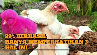 3 hal sederhana yang membuat ayam warna warni  tidak mati