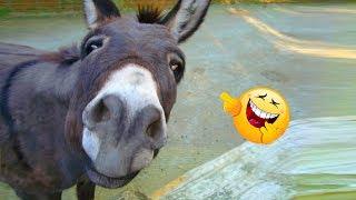 Funniest  Donkey  Video Compilation Ever ｜2019