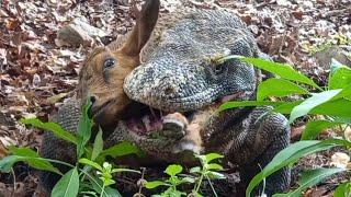 This is the first time Ive seen a Komodo dragon hunting that fast