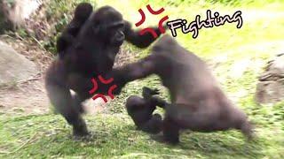 #Gorilla Social MediaTayari felt that Iriki was bullying Jabali and rushed to save her son
