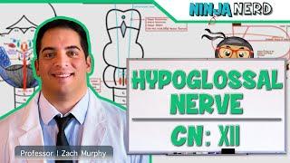 Neurology  Hypoglossal Nerve Cranial Nerve XII