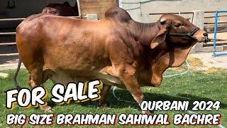 Big size Brahman sahiwal Bachre  for sale ￼ qurbani 2024  EME society Lahore