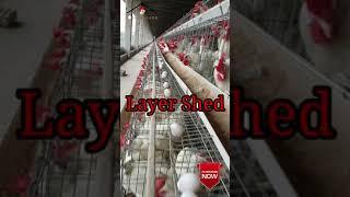 Poultry Farming।Egg Production Farm।Layer Poultry Bird।