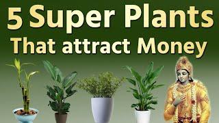 5 Super Plants That Attracts Wealth and Prosperity  Vastu Tips  The Magical Indian