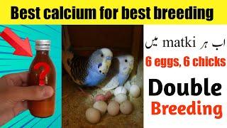 Best calcium for birds breeding  use of calcium p syrup for BudgesLovebirds and cocktail