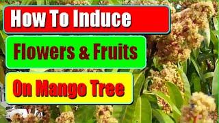 How To Induce Mango Tree To Flower To Produce More Fruits 2 Methods To Increase Mango Flowering