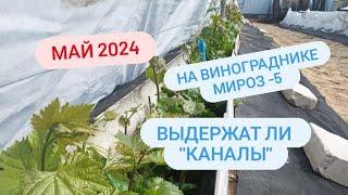 Потери на винограднике Испытание укрытия. Мороз - 5. Беларусь Острошицкий городок.