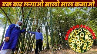 3 लाख Per Acre  Bamboo Farming  Bans ki kheti  Without खर्चा Only Income