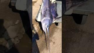 Blue Marlin fishing #fishmarket #fishing #marlinfishing #shortsfeed #shorts #viral