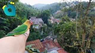 Tanpa Latihan Saya Nekat Menerbangkan Burung Lovebird Larry