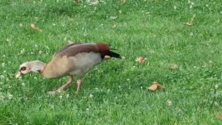 #strasbourg Parc de lOrangerie des oies sauvages trouvent son herbe  bien meilleure quailleurs...