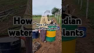 How Cambodian water their plants #garden #plants #water