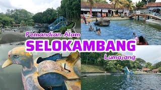 Pemandian Alam SELOKAMBANG Lumajang. Kolam Renang Dari Mata Air Alami Yang Segar dan Sejuk.