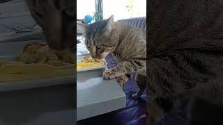 A cat eating potatoes left over from customers in a restaurant.