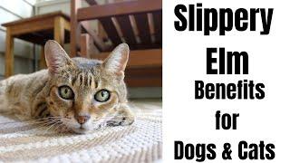 Natural REMEDY for Upset Stomach in Dogs and Cats  Slippery Elm for Pets