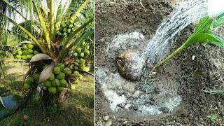 How to plant coconut with salt   100% grow fast    Coconut Factory