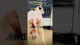 cow mandi 2024 domail #shortsfeed #cowvideo #viralvideo2024