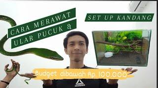 TIPS MEMELIHARA ULAR PUCUK  SET UP KANDANG LOW BUDGET