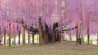 New Life for an Old Wisteria