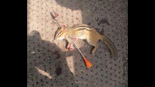 CHIPMUNK SLOCKED BY BLOWPIPE