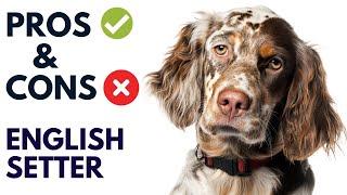 English Setter Dog Breed Pros and Cons  English Setter Advantages and Disadvantages #AnimalPlatoon