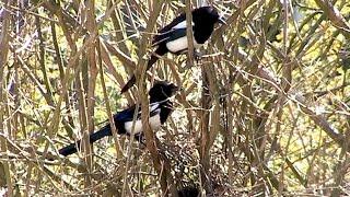 Magpie couple Nest building and breeding - but no hatchlings