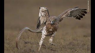 Award Winning Wildlife Photographs 2020  Wildlife Photographer of the Year Winners 2020