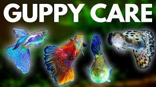 Guppy Fish Care 10 Things You Should Know About Guppies