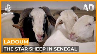 Ladoum Senegals Star Sheep  Africa Direct Documentary