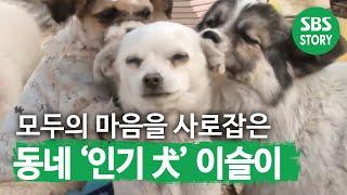 강아지들 마음 여럿 애태우는 동네 최고 ‘인기 犬’ 이슬이  I TV동물농장 Animal Farm  SBS Story