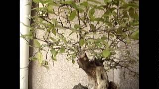 Alagao Bonsai 2012.wmv