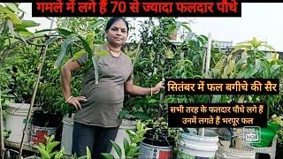 छत पर बने फल बगीचे की सैर 50 गज की छत पर गमले में लगे हैं 70 से ज्यादा Fruit Plantभरपूर फल लगते हैं