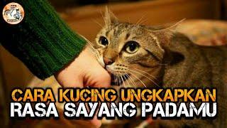 Tanda Tanda Kucing Menyukai Kita  Kucing KesayanganKu