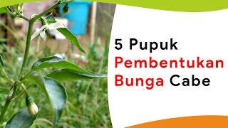 5 Pupuk Pembentukan Bunga Paling Joss