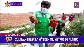 ACORA-CULTIVAN FRESAS ORGÁNICAS A 4 MIL METROS DE ALTURA